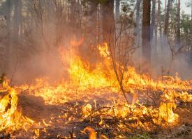 Forest fire