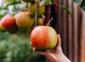 hand of child holding an apple 