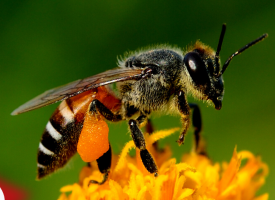 A bee