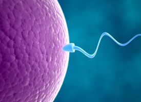 Sperm and egg
