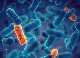 image of bacteria