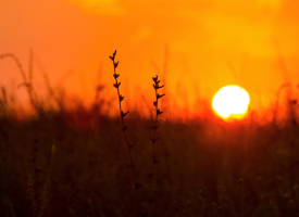 Rising temperatures