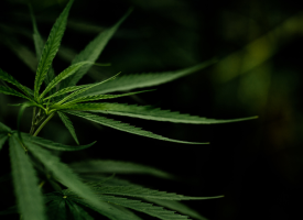 Close up of cannabis leaf