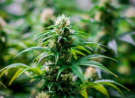 Maturing cannabis plant